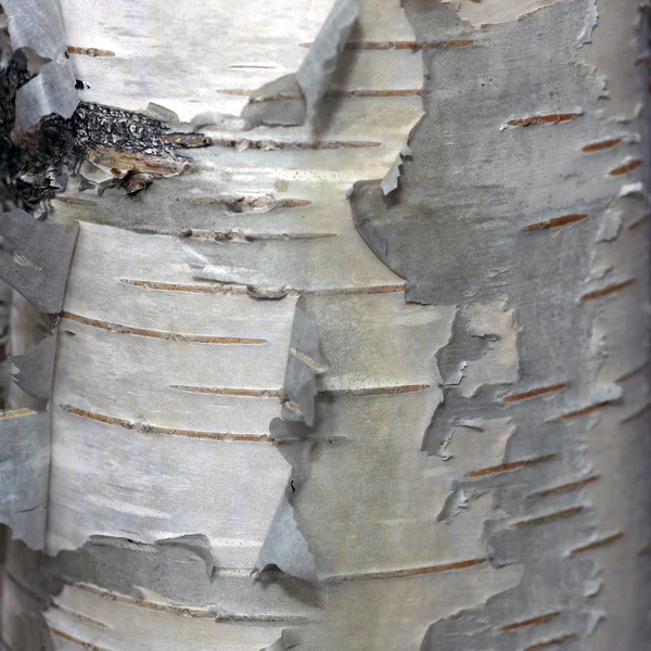 白桦树的树皮 — 图库照片
