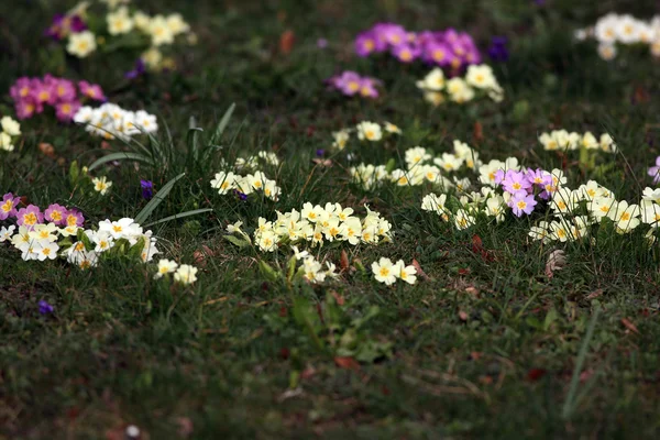 Colorful Primula Flowers — Stock Photo, Image