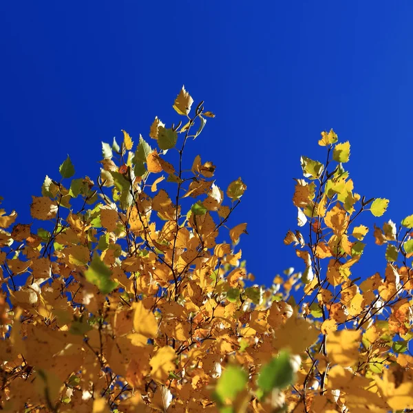 Herbstblätter gegen blauen Himmel Stockbild