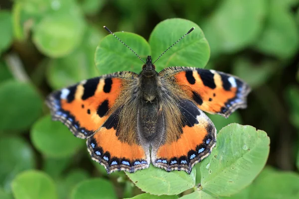Kleine vos vlinder — Stockfoto