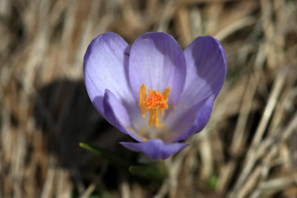 Crocus violet — Photo