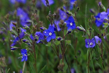 Speedwell - veronica otu