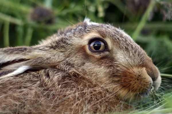 草の中の若いウサギは — ストック写真