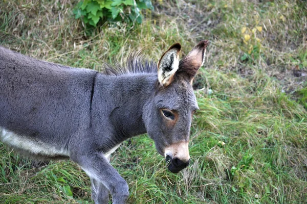 Junger grauer Esel — Stockfoto