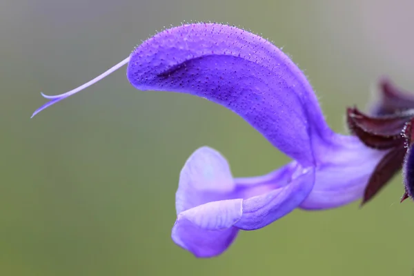 Salvia - Salvia pratensis — Stockfoto