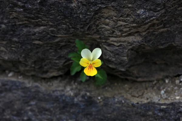 Altówka kwiat - fiołek trójbarwny — Zdjęcie stockowe