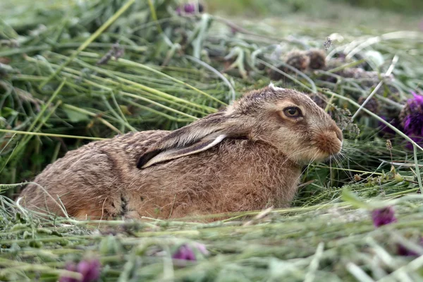 Jeune lapin dans l'herbe — Photo