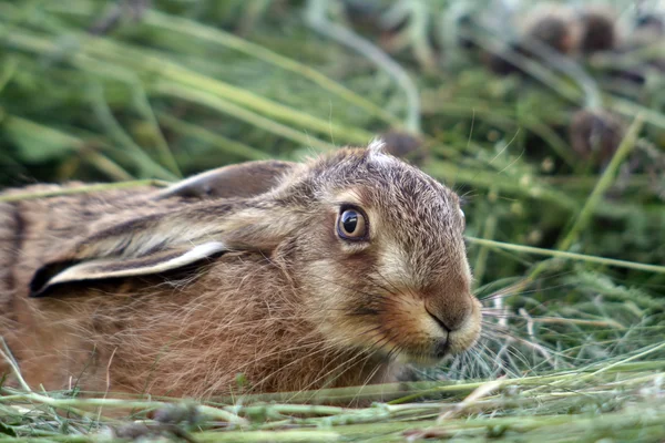 Молодой кролик в траве — стоковое фото
