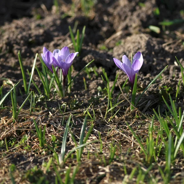 Crocus violeta Imagens Royalty-Free