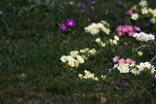 Flores de primula coloridas Imagens Royalty-Free
