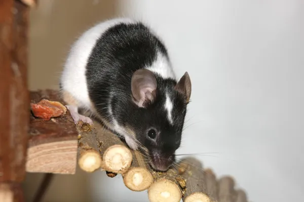 Rato preto e branco Fotografia De Stock