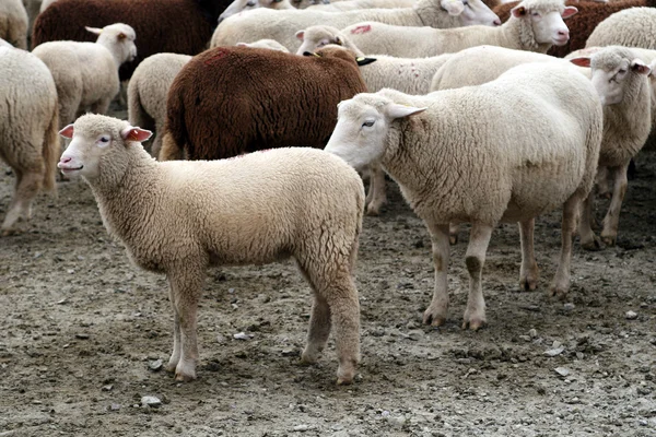 Kudde schapen Stockfoto