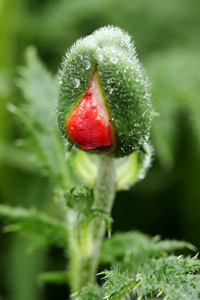 Stock image Green bud