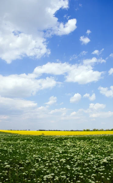 Bloeiende veld onder de zomer hemel — Stockfoto