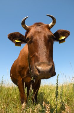 Cow in a field clipart