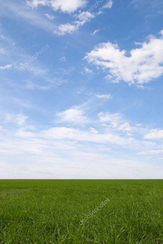 Green grass field under the summer sky