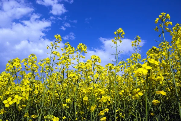 Květy žluté řepky proti modré obloze — Stock fotografie