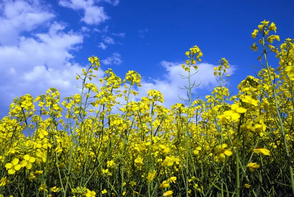 Fiori di colza gialli contro il cielo blu Fotografia Stock