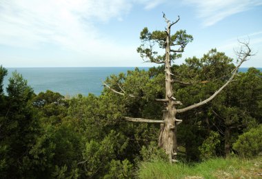 Sky, sea, trees and dead-wood