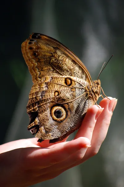 Prachtige vlinder zittend op een hand Rechtenvrije Stockfoto's