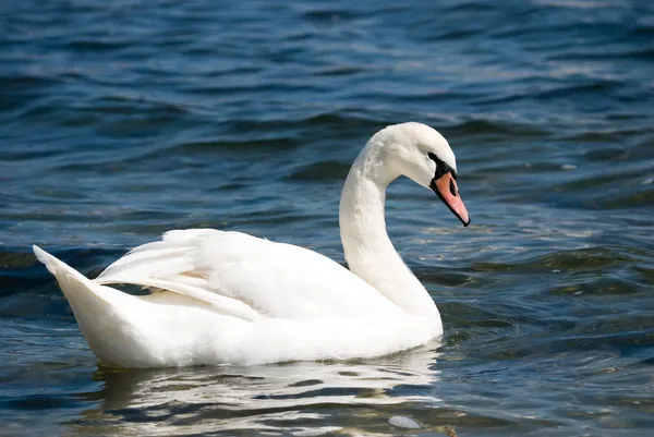 graafmachine 1ayırt edici güzel Kuğu