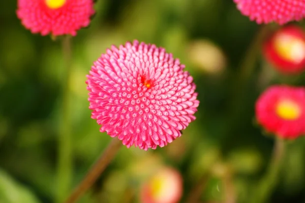 Stock image Flower