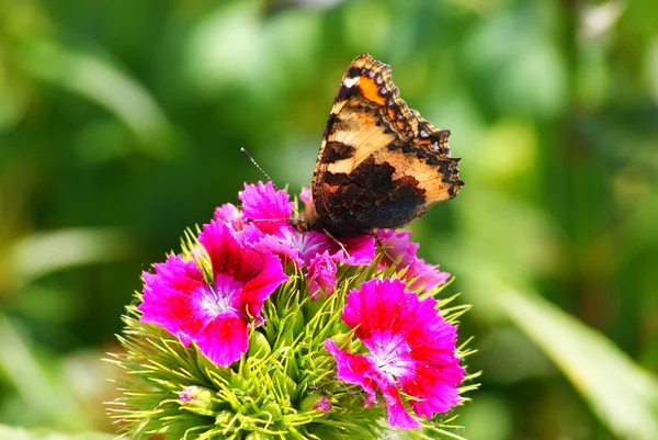 Stock image Butterfly