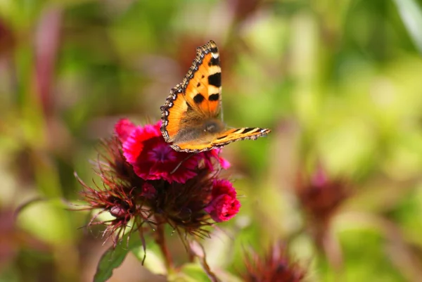 stock image Butterfly