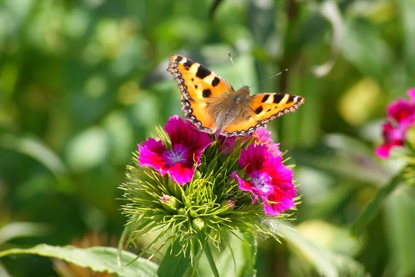 stock image Butterfly