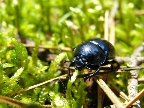 stock image Insect