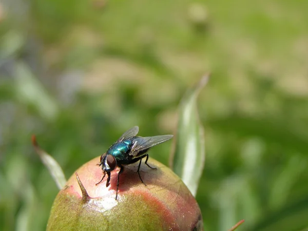 Böcek — Stok fotoğraf