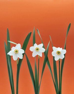 Daffodils over orange background clipart