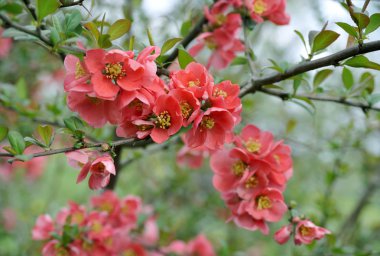 Japanese quince branch - blossoming clipart