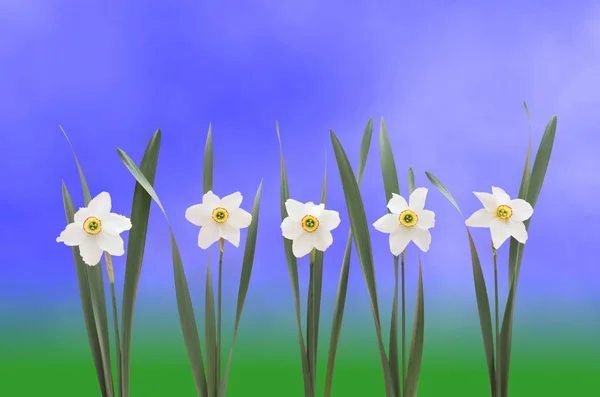 Daffodils over blue background — Stock Photo, Image