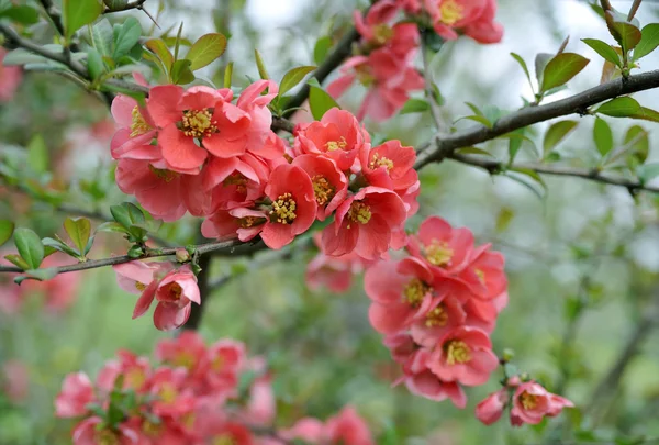 Ramo di mela cotogna giapponese - fioritura — Foto Stock