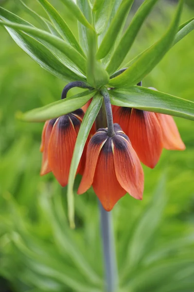 stock image Crown imperial - detail