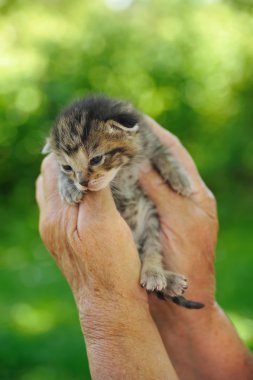 üst düzey el ve yavru kedi