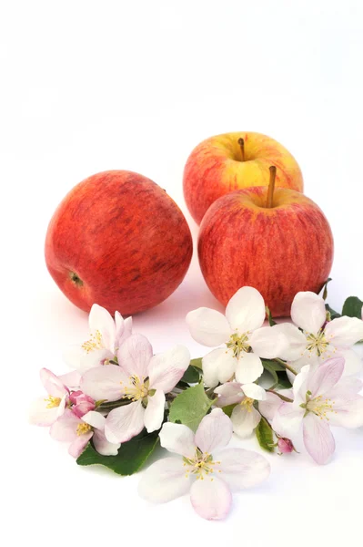 Apples and apple-tree blossoms — Stock Photo, Image