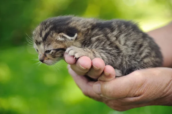 Senior hand and kitten — Stock Photo, Image