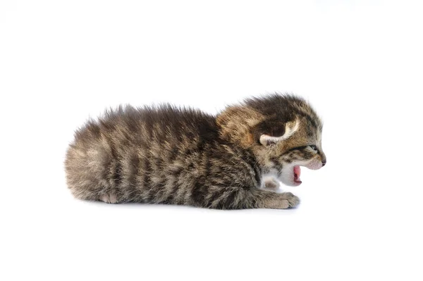 Kitten over white background — Stock Photo, Image