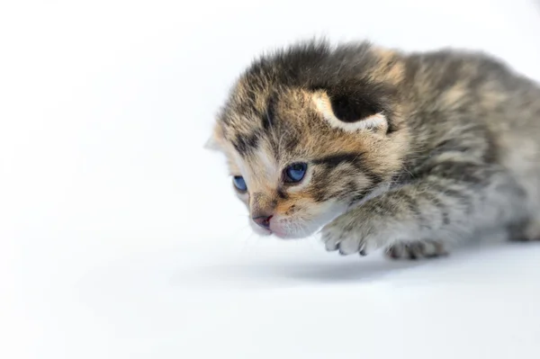 Kitten over white background — Stock Photo, Image