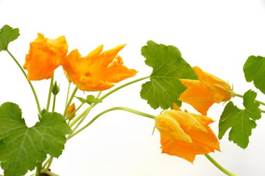 Squash flower and leaves isolated clipart