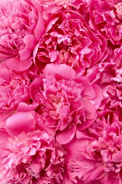 Peony flower heads - background clipart