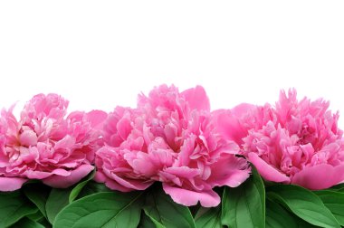 Peony over white background clipart