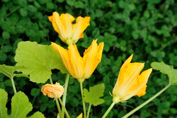 Flor de calabaza y hojas —  Fotos de Stock