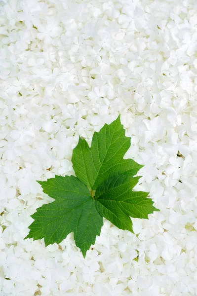 Guelder rose blossoms and leaves — Stock Photo, Image