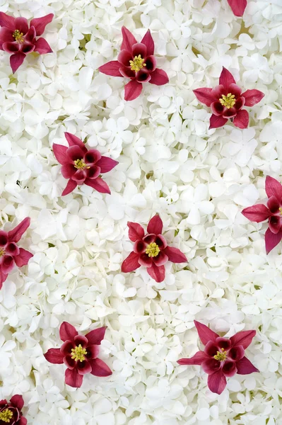 Guelder rosa y flores de columbina — Foto de Stock