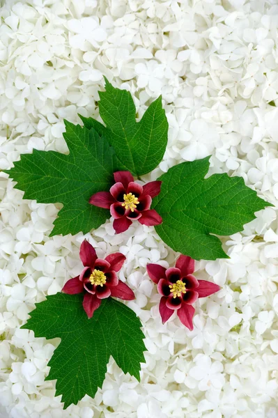 Rosa di guelder e fiori di columbina — Foto Stock