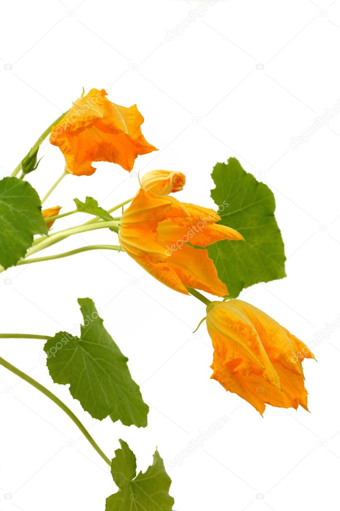 Squash flower and leaves isolated
