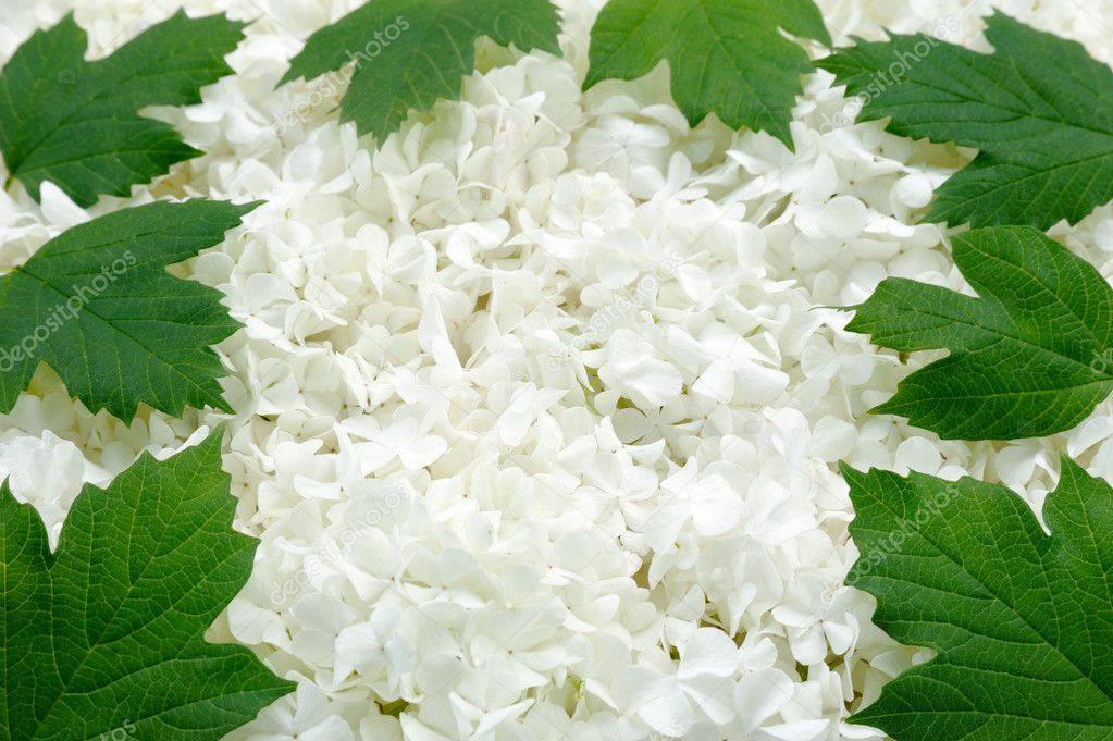 Guelder rose blossoms and leaves